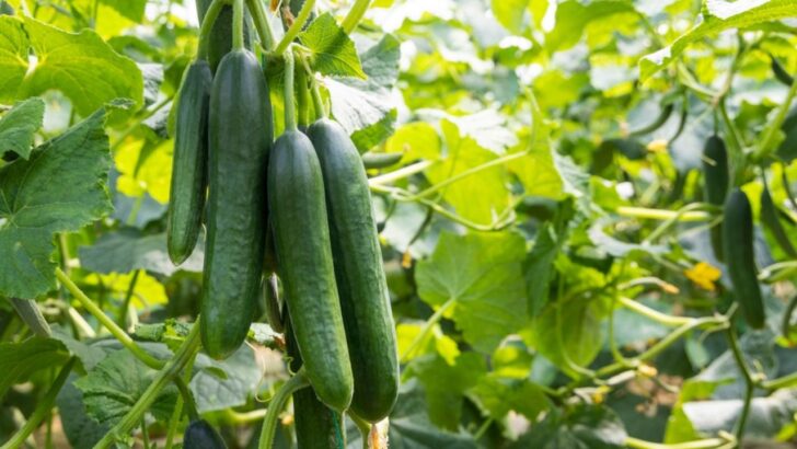 Best Companion Plants for Cucumbers (And Which to Avoid)