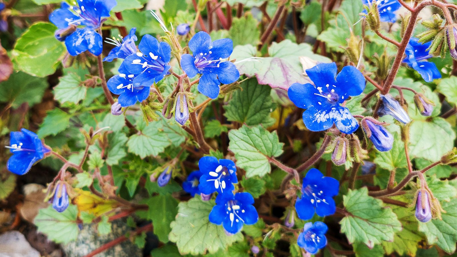 Phacelia campanularia - desert bluebells.