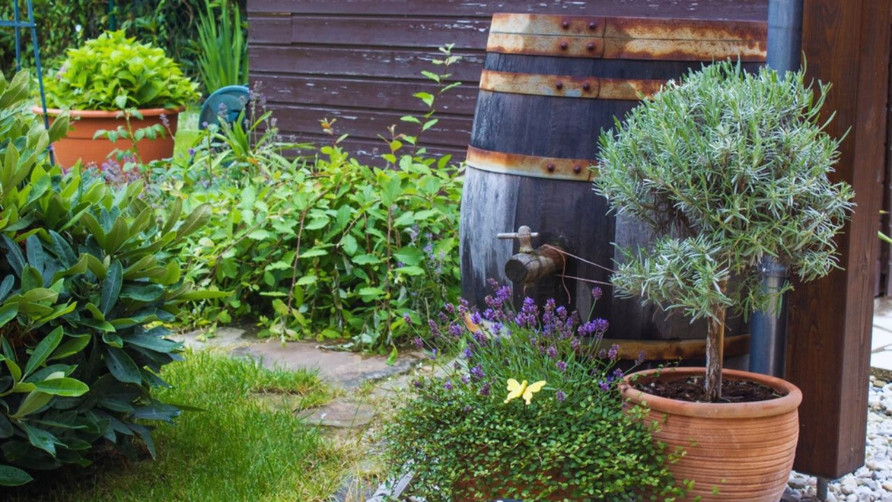 Rustic garden - green plants and rain barrel landscaping