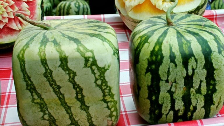 square watermelon in a market