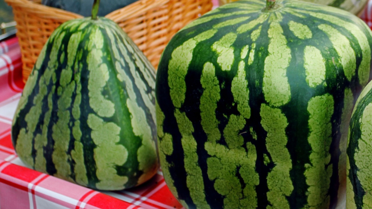 Cubic, square, triangular watermelons and watermelons with carving. Fresh ripe watermelons on display in a sunday market.