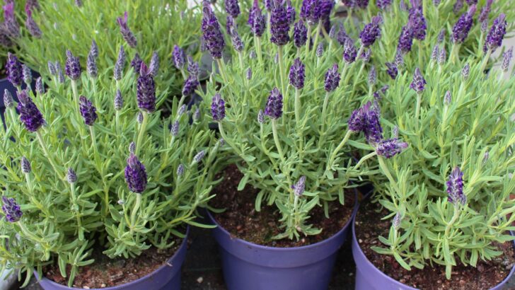 How to Grow Lavender From Cuttings In 6 Easy Steps