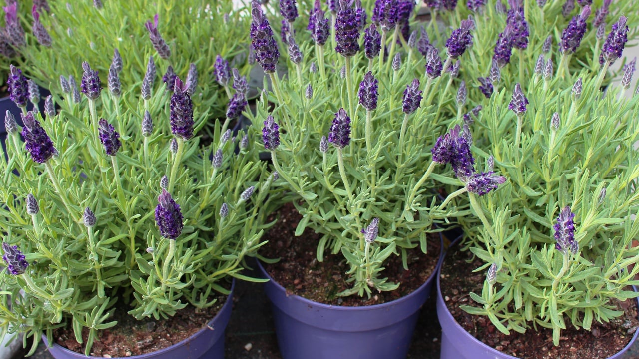 Plants of lavender in violet flower pots at a florist&acute;s
