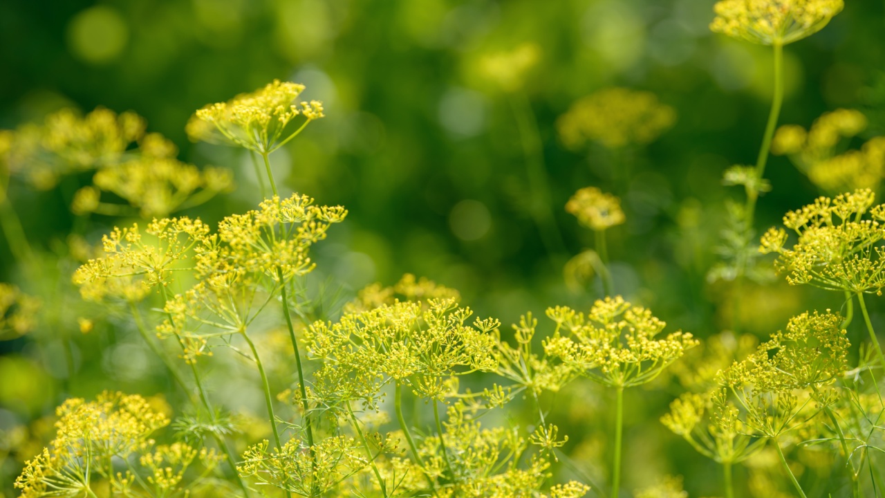Dill flower. Umbrella flower seeds of a garden herb plant Dill. Fragrant dill growing in the garden.