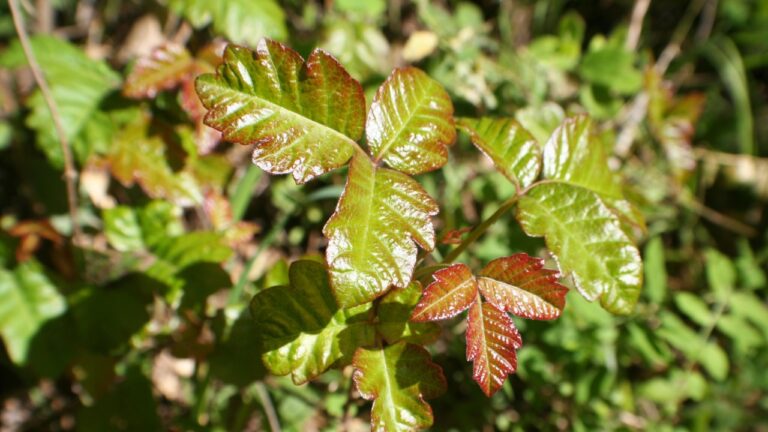 Poison Oak Plant With Mature Green Leaves With New Red Leaf