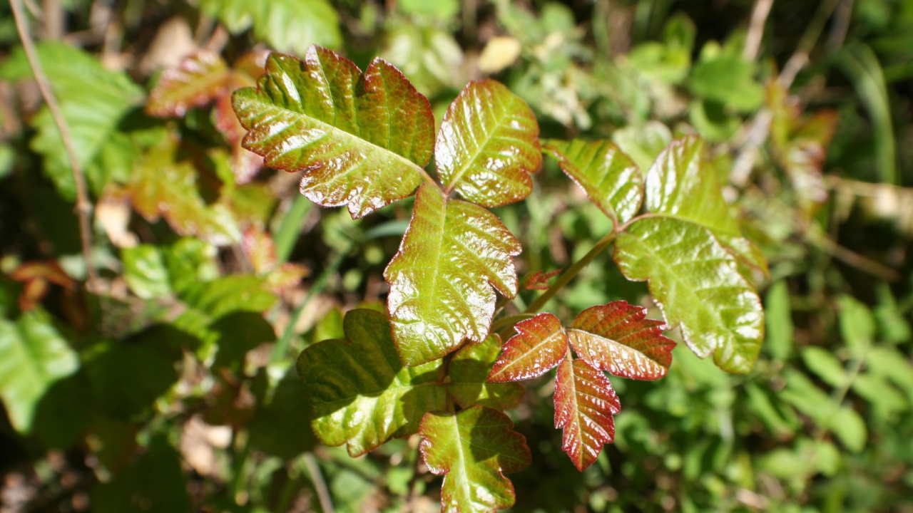Poison Oak Plant With Mature Green Leaves With New Red Leaf