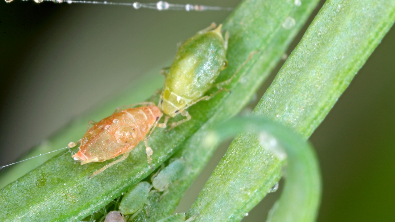 Collony of Willow carrot aphid (Cavariella aegopodii ) on dill.