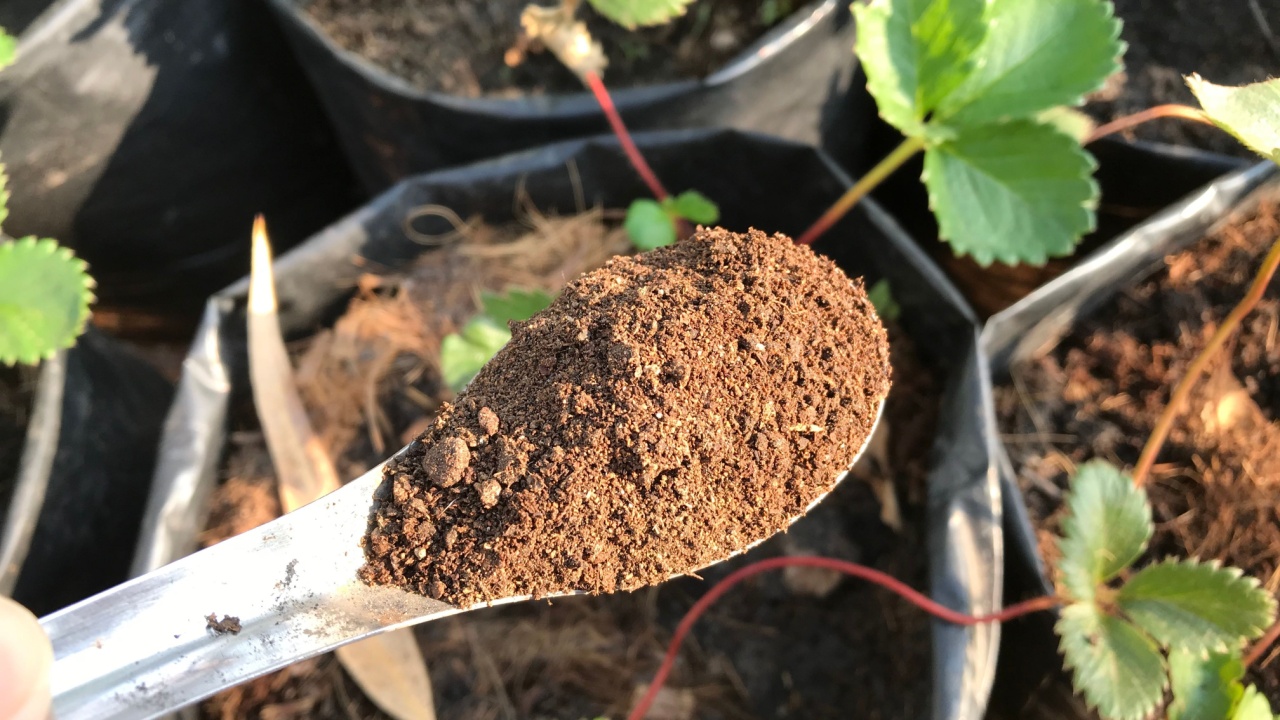 Organic fertilizer bat guano in spoon.