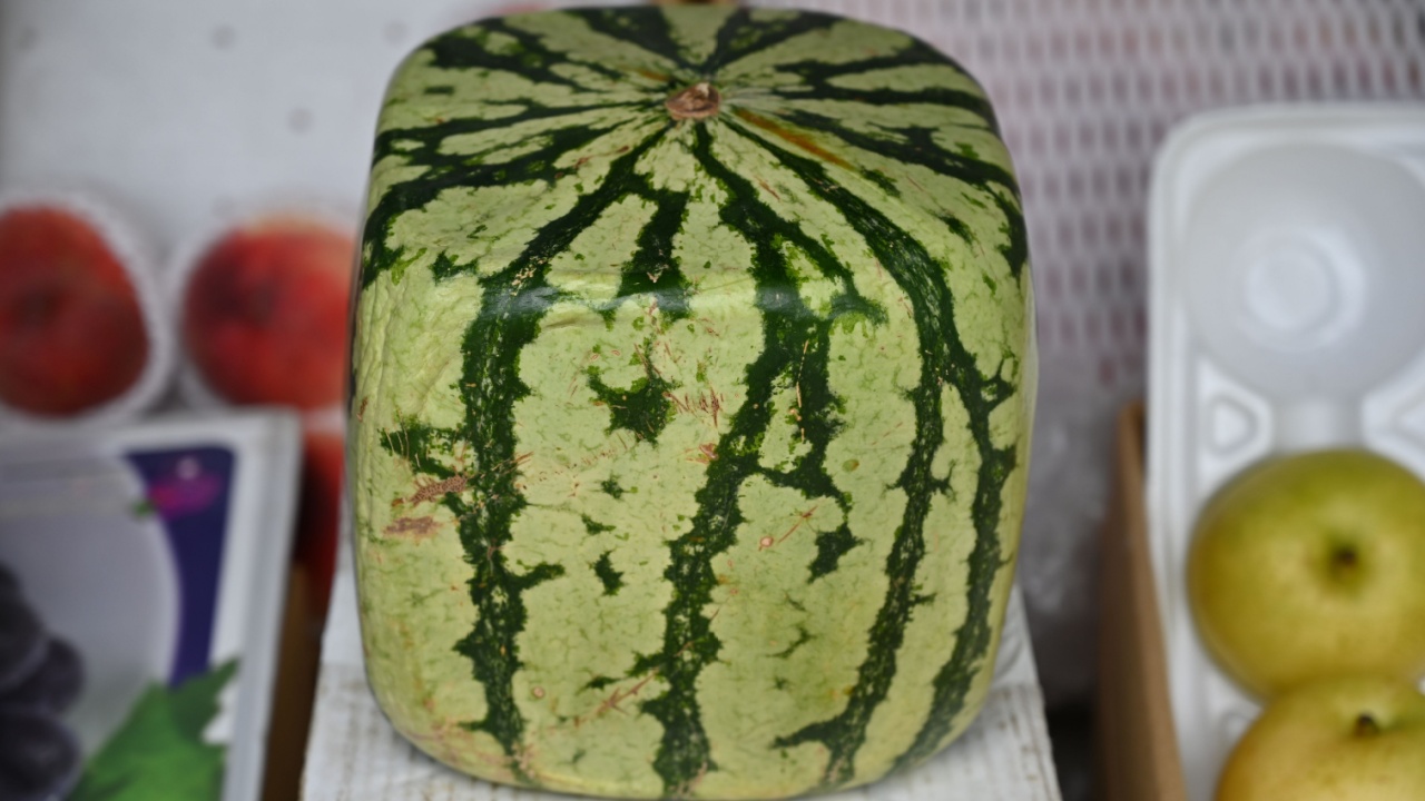 A square shaped, green watermelon on a market in Osaka-Japan.