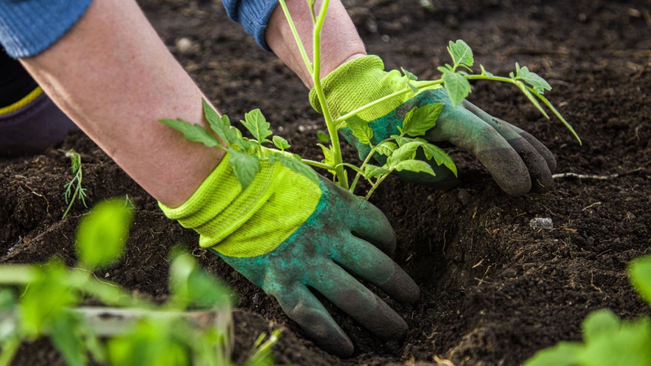 woman in gloves plants a bush of tomatoes in the ground in a greenhouse. spring work with seedling in the garden