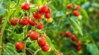 Ripe tomato plant growing in greenhouse. Fresh bunch of red natural tomatoes on a branch in organic vegetable garden. Blurry background and copy space for your advertising text message.