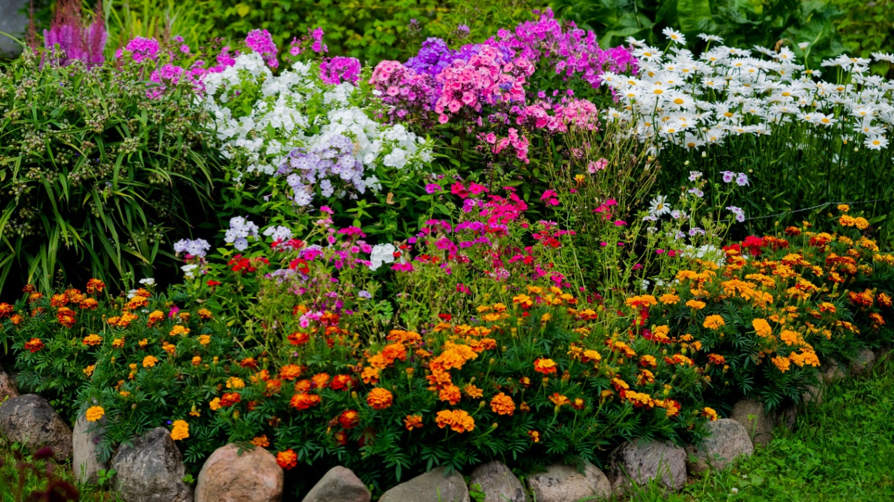 multicolored flowerbed on a lawn. horizontal shot. selective focus.Perennial garden flower bed in spring at flower show.Colorful flower bed with Gazania and Begonia,phloxes