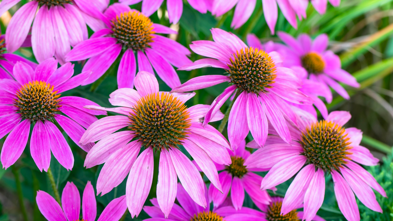 pink coneflowers
