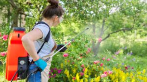 Spring summer work in garden, backyard, woman with backpack garden spray gun under pressure handling bushes with blooming roses. Protection and care of plants, from insect pests, bacterial diseases