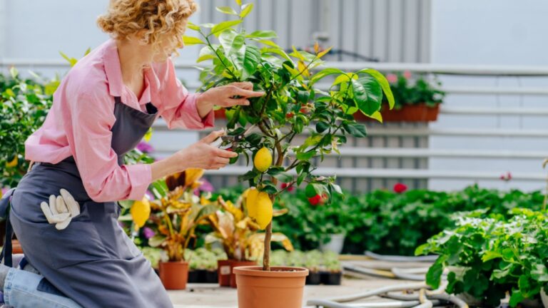 Portrait of smiling female gardener taking care potted plants of lemon tree while kneeling inside greenhouse. Concept of art gardening.