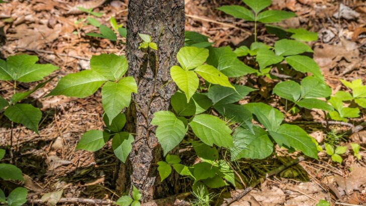 How to Get Rid of Poison Ivy Plants
