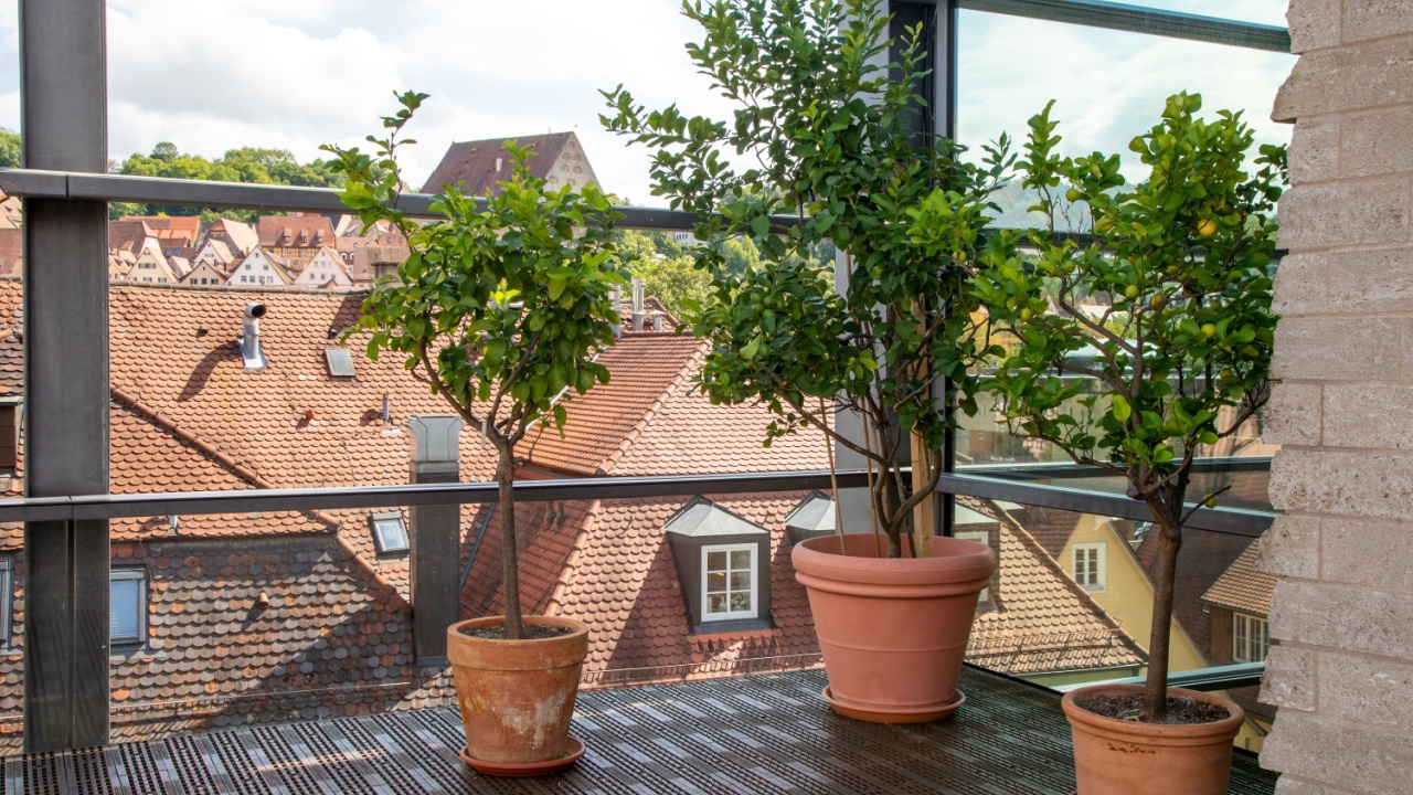 Large ceramic flower pots with Lemon trees on a glazed balcony overlooking the old German city.