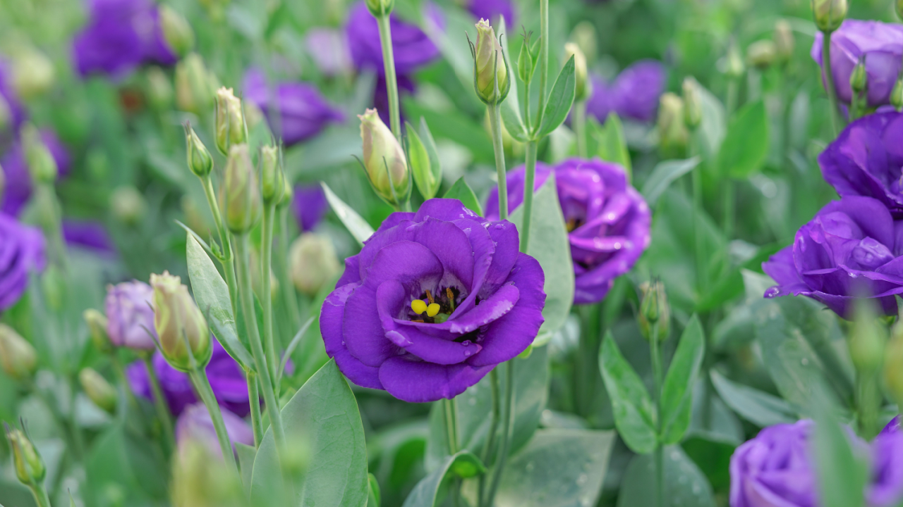 Purple Rosita Lisianthus(selective focus : lisianthus, tulip gentian, texas blue bell native to North America.blooms from May to September and is a great cut flower, drought tolerant.