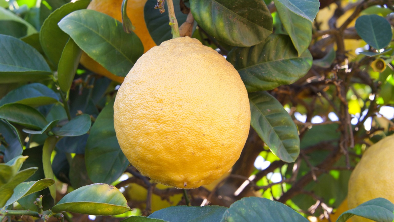 hybrid ponderosa lemon, rough lemon, ripening on the tree. A citrus hybrid of a pomelo and a citron.