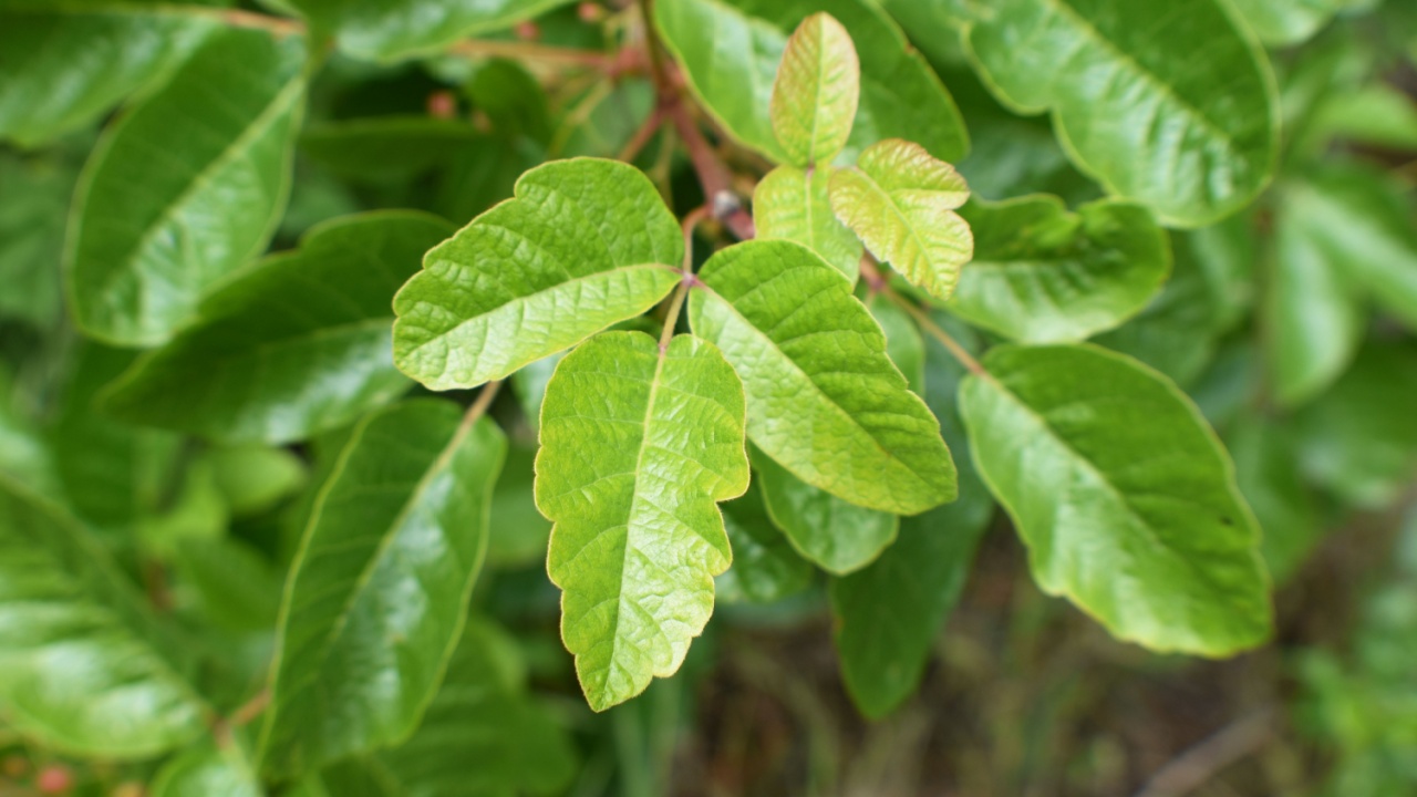 Poison Oak Leaf blooming In Spring In Northern California