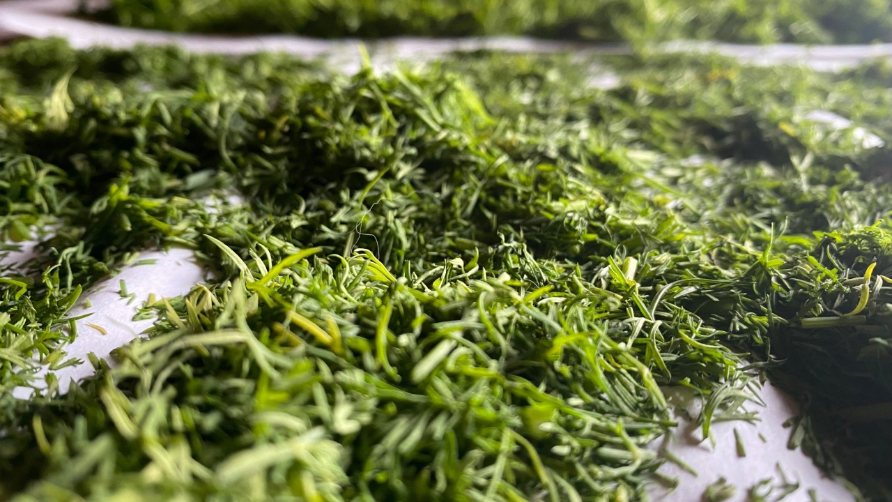 Drying dill. Preparation of green dill. Spices, herbs, seasonings