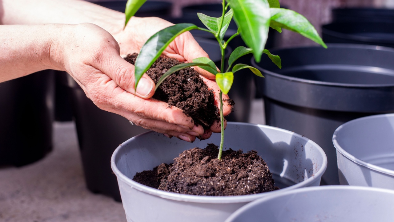Green leaves. Planting a tree. Vase in a pot. Lemon tree in a pot.