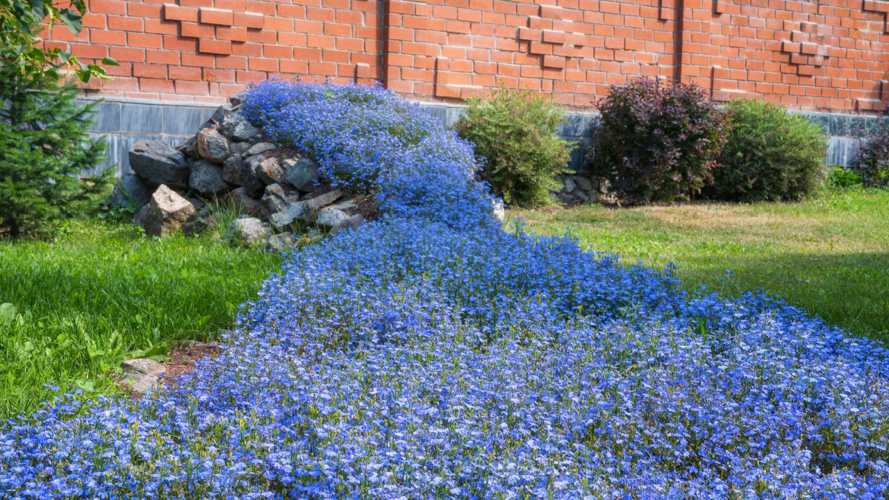 A living stream from a blooming blue lobelia flower carpet. Close-up. It seems that the water flows down from the stones and flows to our feet. Landscaping of a rural house. Russia, Ural