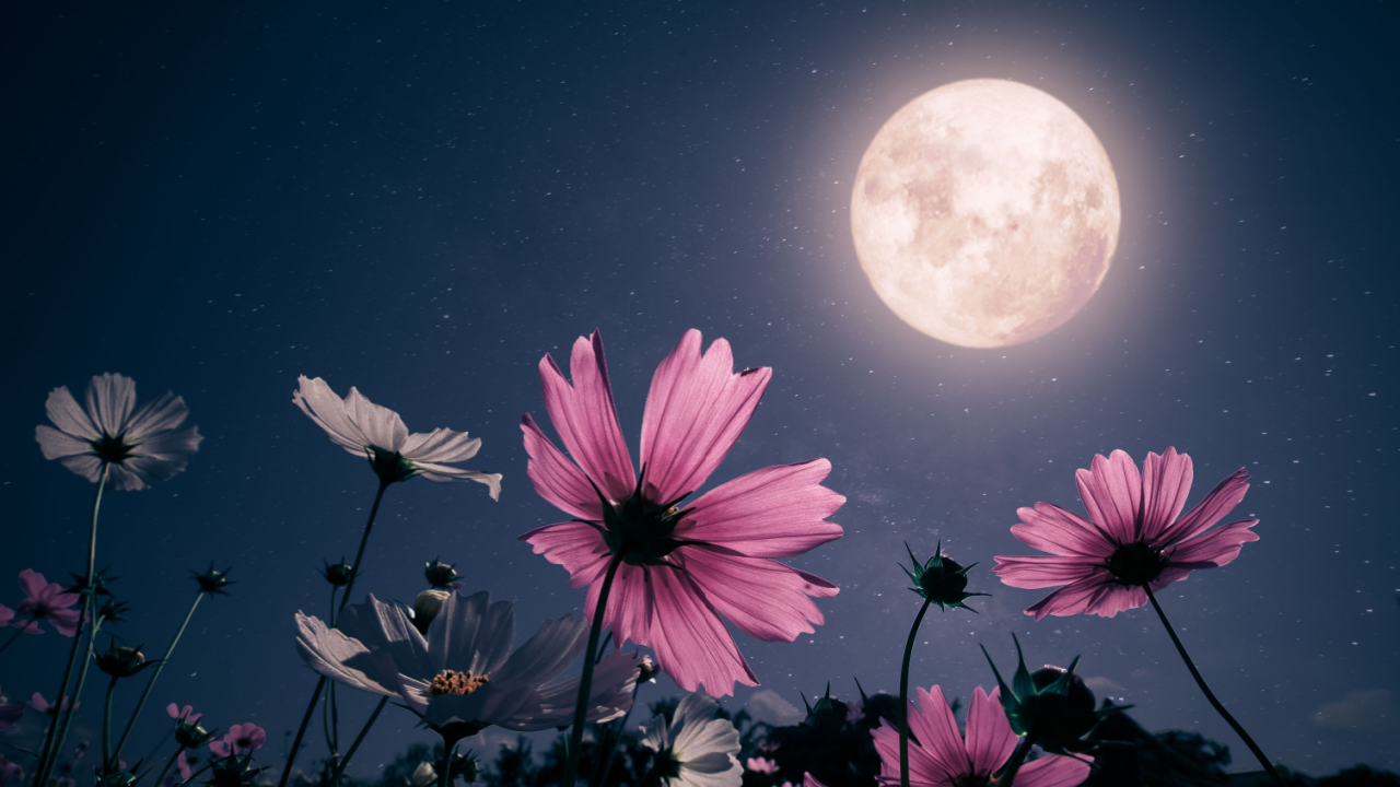 moon garden pink flowers