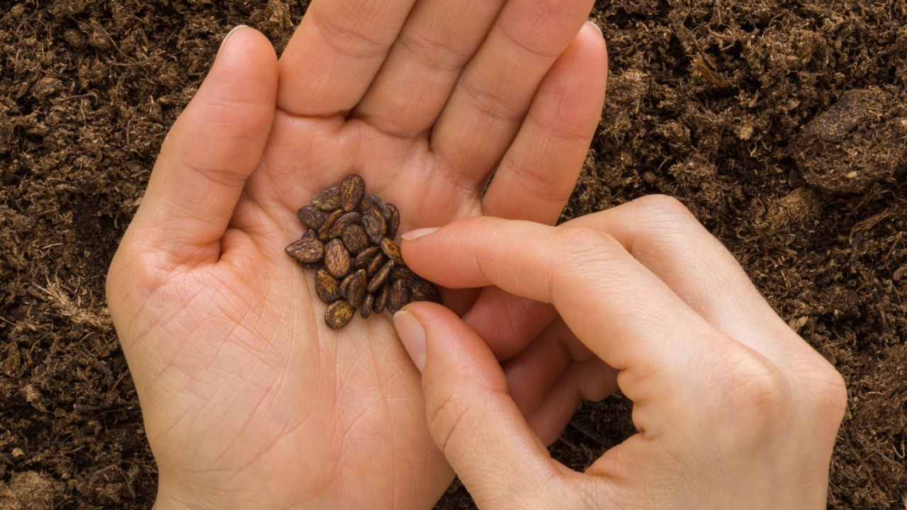 Young adult woman fingers taking watermelon seeds from palm for planting in fresh dark soil. Closeup. Preparation for garden season. Point of view shot.