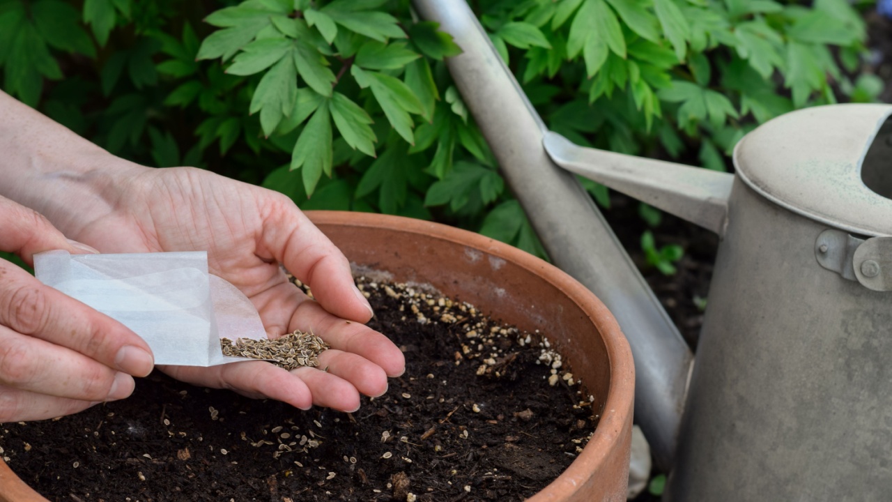 Closeup womans hands sowing dill seeds in a terracotta container