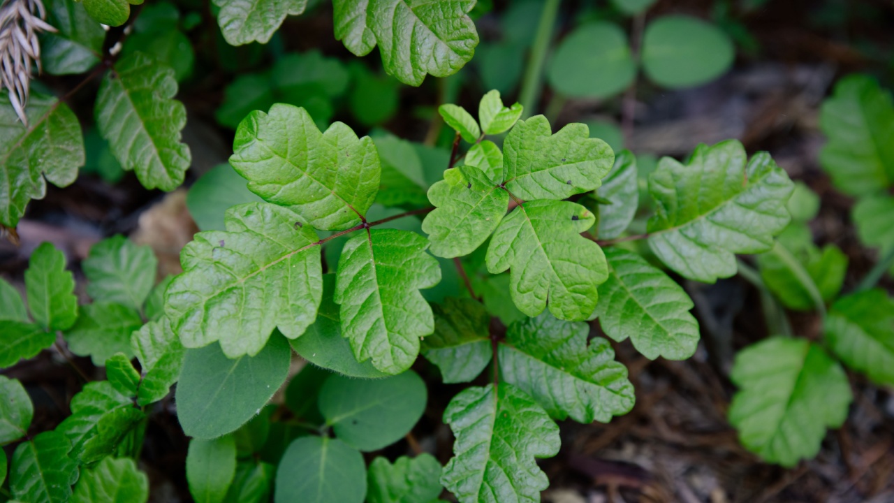 Top view of poison oak, California