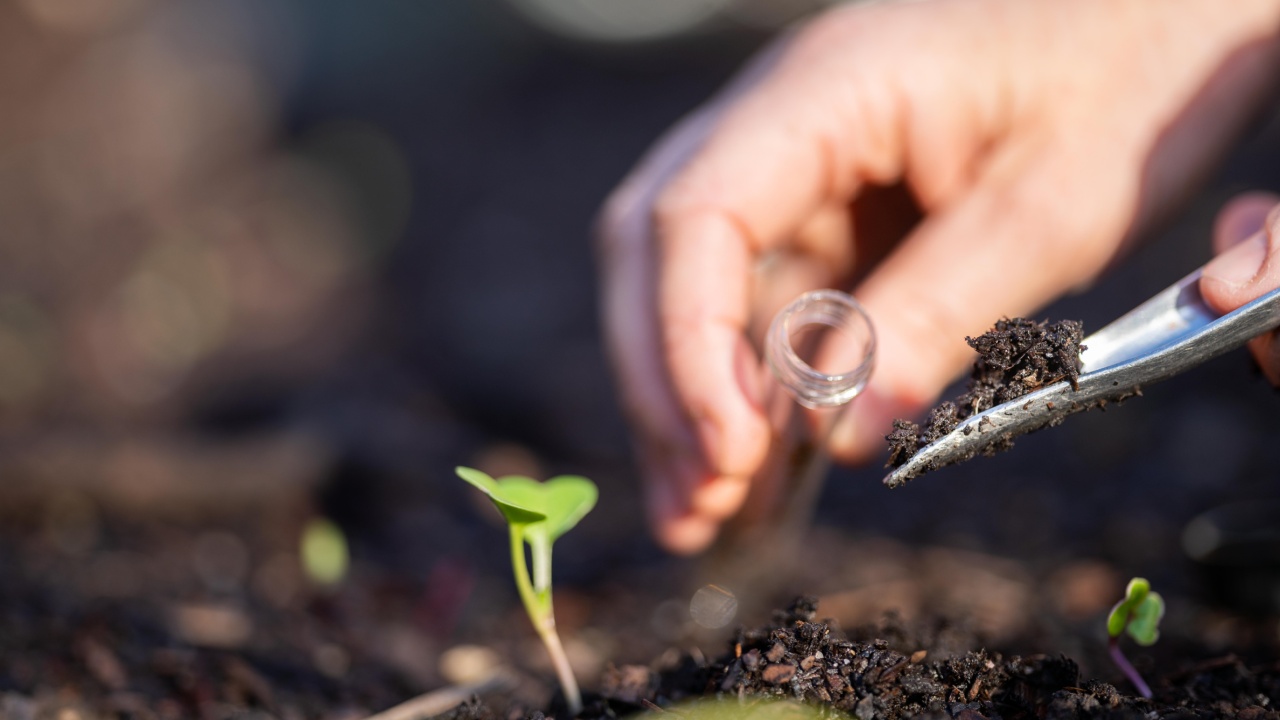 taking a soil sample for a soil test in a field. Testing carbon sequestration and plant health in Australia
