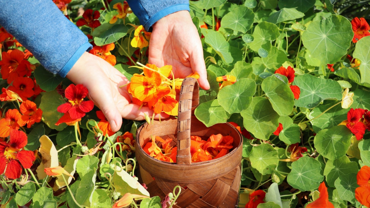 Farmer woman picking flowers. Garden nasturtium flowers in the garden in spring .