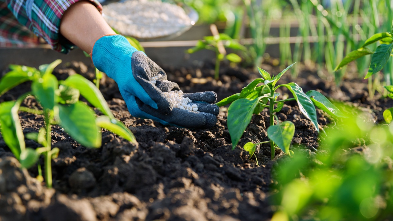 Close up of mineral fertilizers in hands, fertilizing sweet bell pepper plant