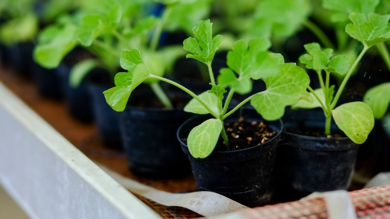 Rows of young watermelon plants are growing in seed trays inside a greenhouse, waiting to be transplanted into larger pots or a garden