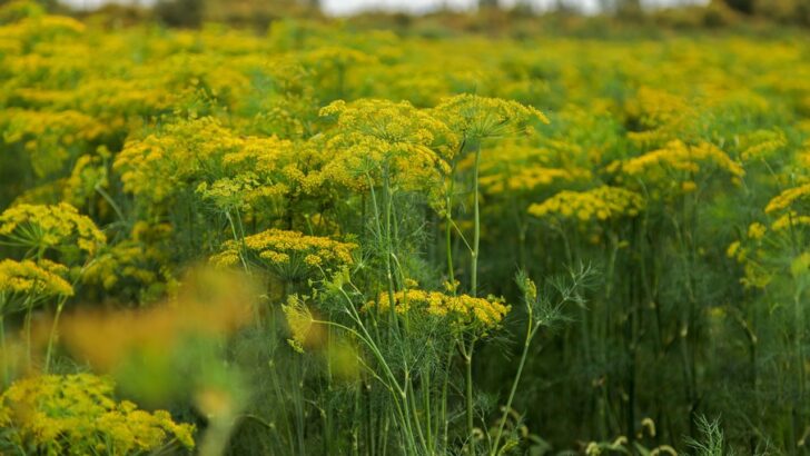How to Grow Dill And Save It For Winter
