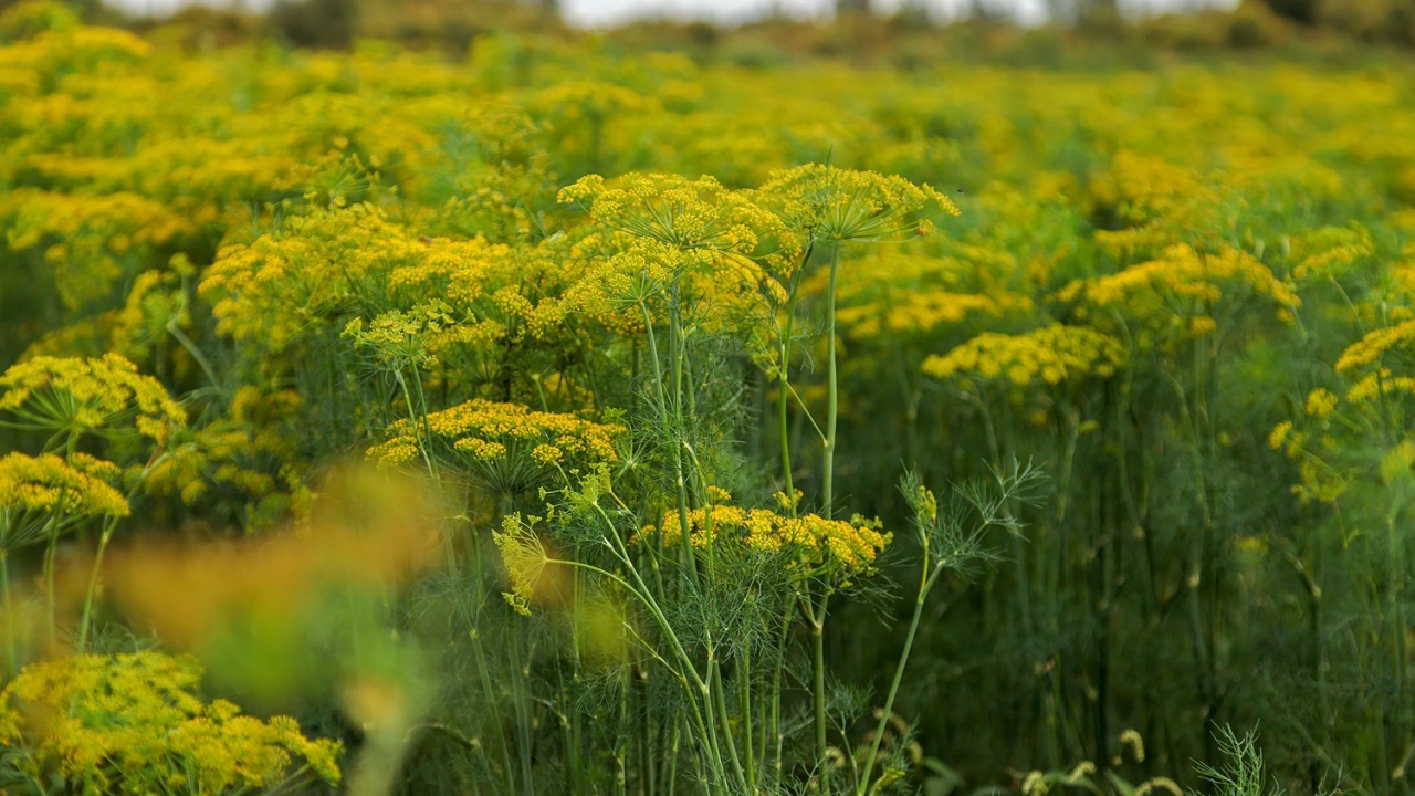 dill plant growing in field