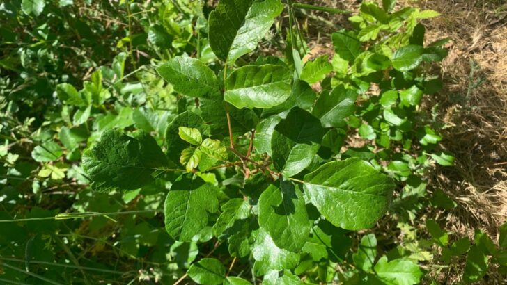 3 Ways To Effectively Kill Poison Oak And Reclaim Your Backyard