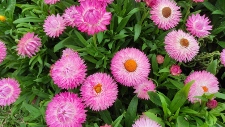 Extraordinary Flowers That Start With X