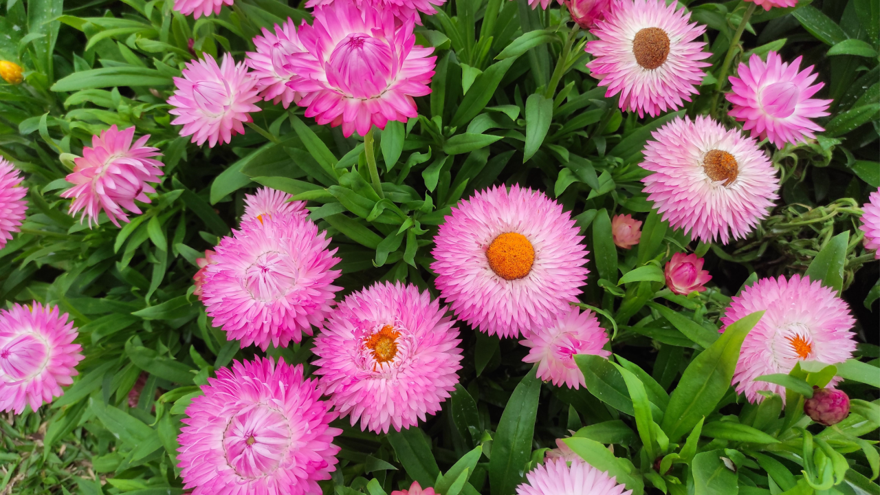 Xerochrysum bracteatum, commonly known as the golden everlasting or strawflower