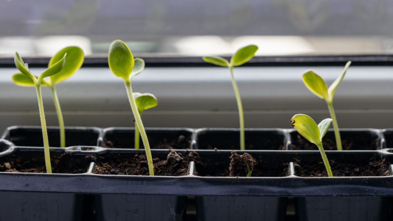 Young Watermelon Seedlings Growing Indoors in Tray