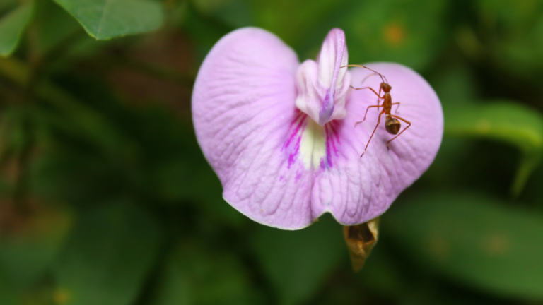 red ant on an orchid
