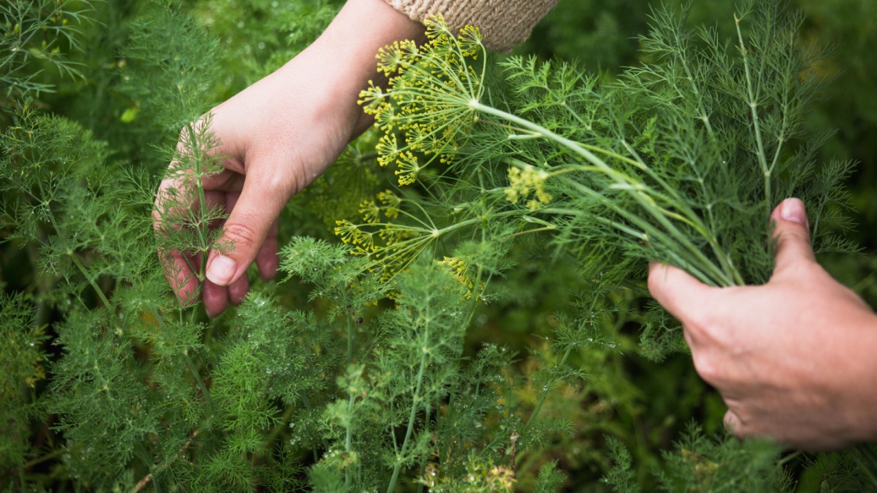 In the hands of fresh dill. Garden of vegetables. Field of fresh green dill.
