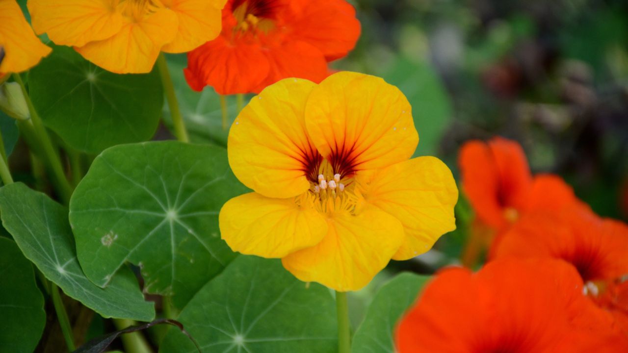 The yellow orange nasturtium flowers with vine and green leaves in the garden.