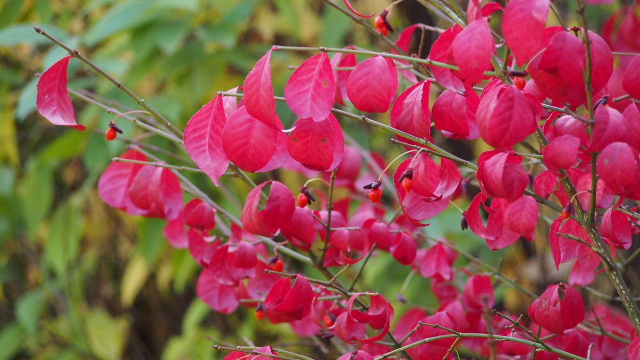 Euonymus alatus