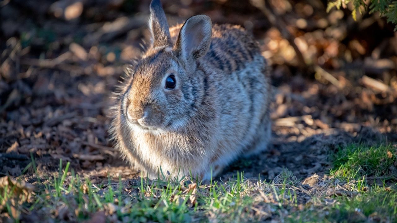Wild bunny rabbit outdoors yard garden. Brown beige tan white fur camouflage camouflaged hidden hard to see spot. Grass. Dappled sunlight.