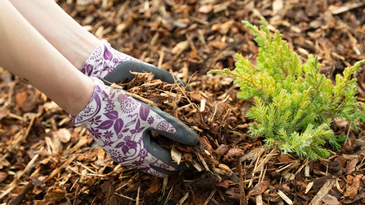 Woman gardener mulching potter thuja tree with pine tree bark mulch. Urban gardening