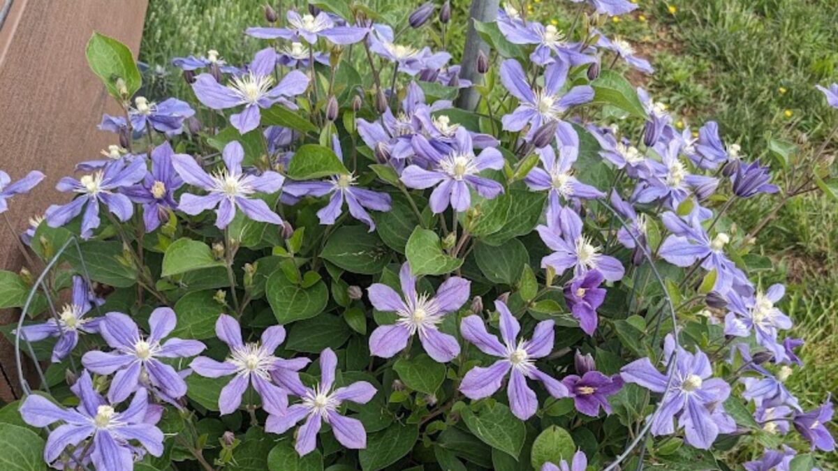 pale lavender colored Arabella clematis flowers.