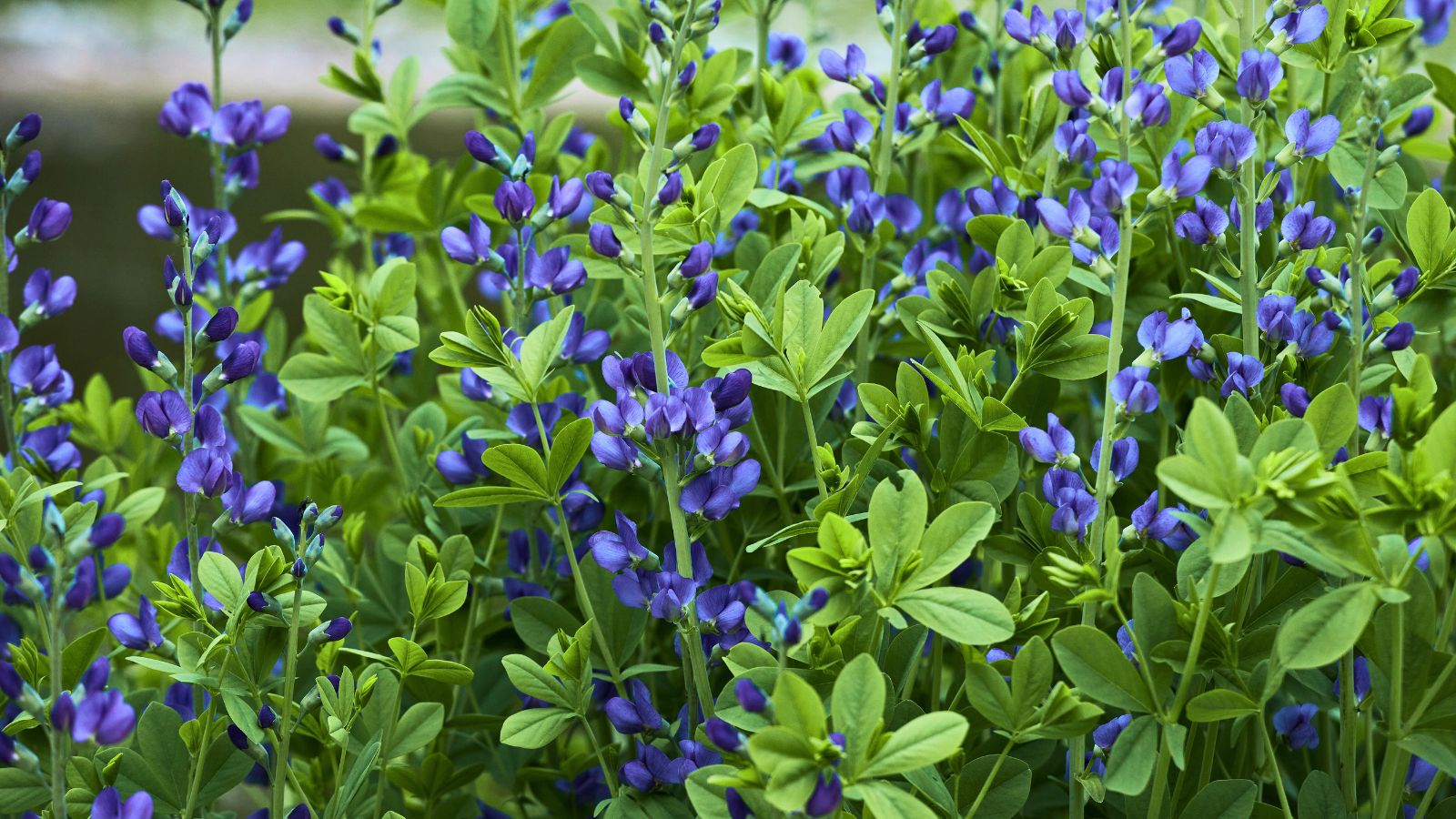 false indigo flowers - baptisia.