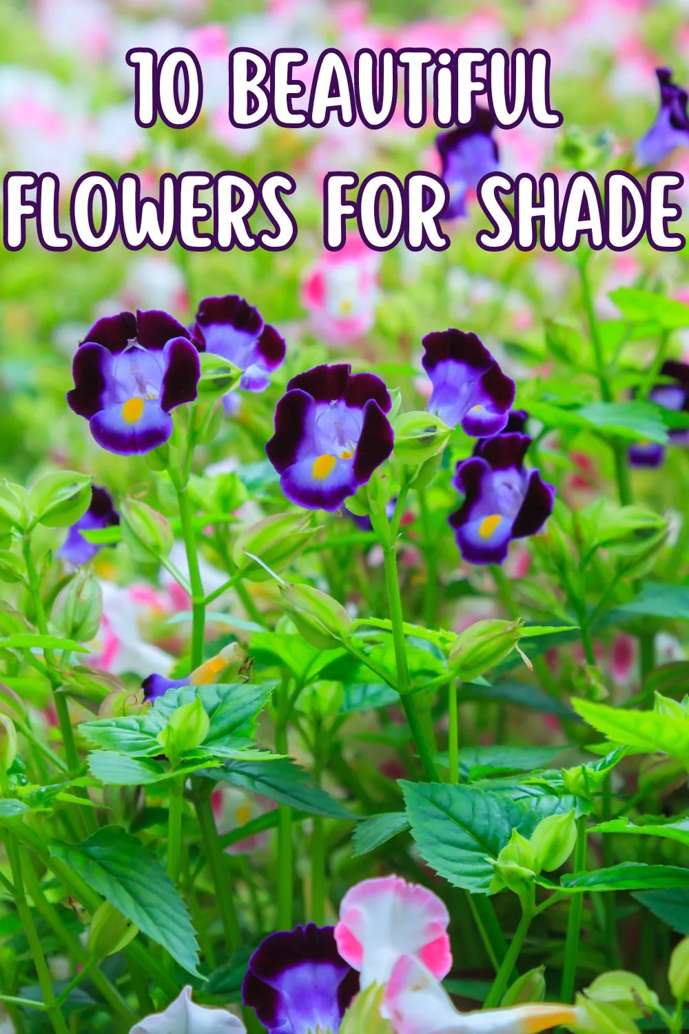 10 Beautiful Flowers For Shade